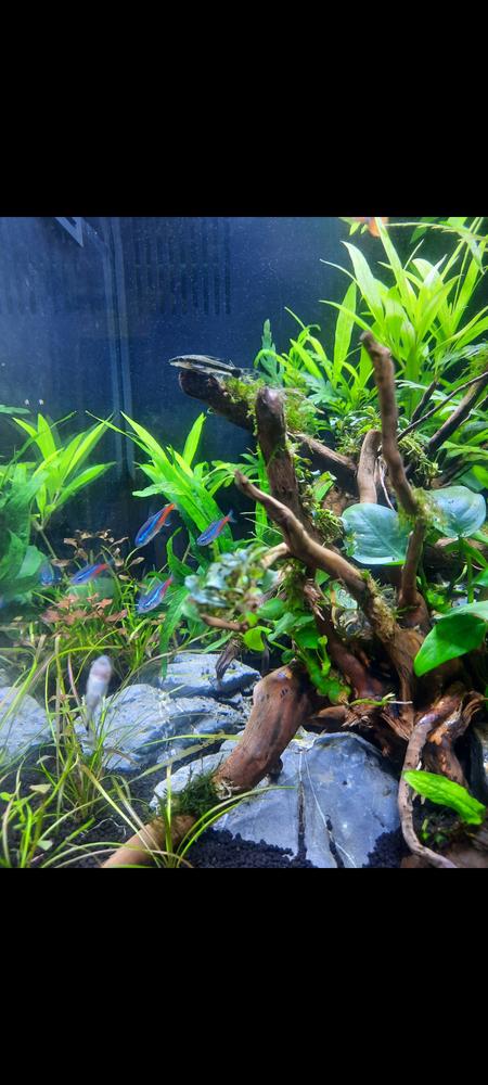 APT Complete - The 2Hr Aquarist - Customer Photo From Mel