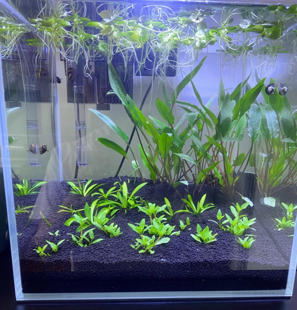 ANS OptiCube High Clarity Aquarium Tank (Various Sizes) - Customer Photo From Stanley Ho
