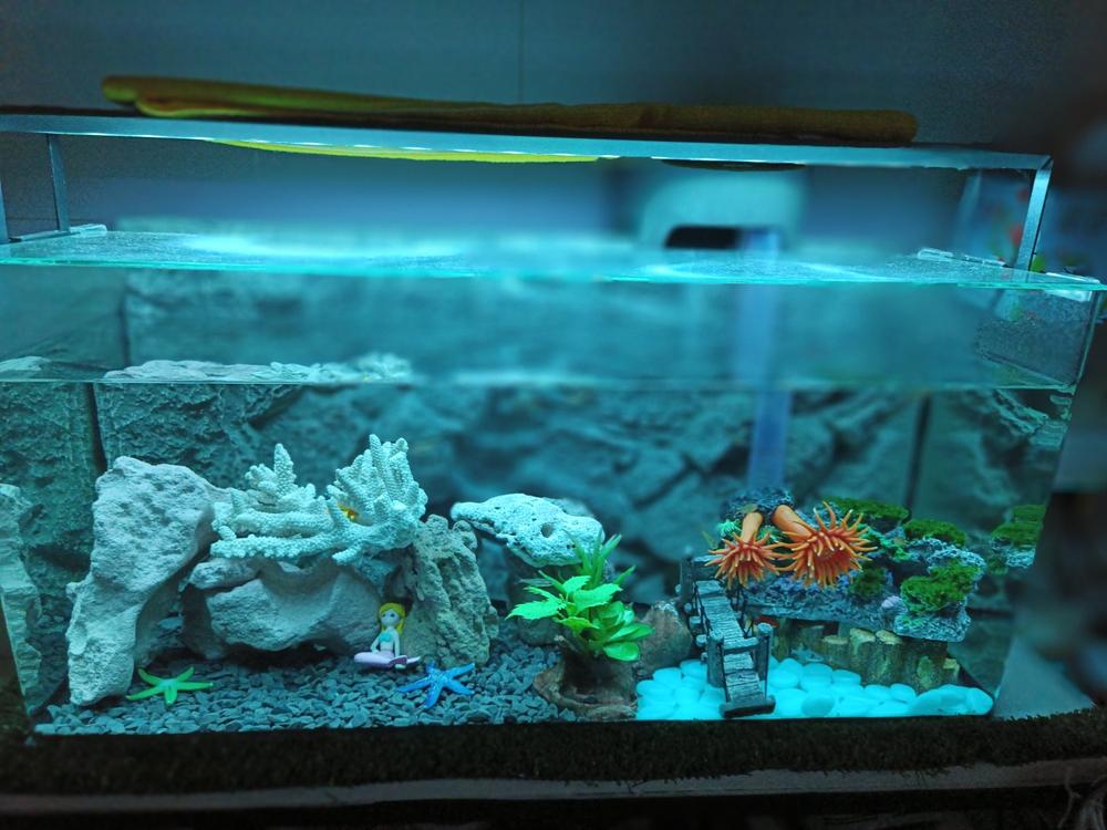NF Curve Tank (Various Size) (Below 59cm) - Customer Photo From Janny shield Soh