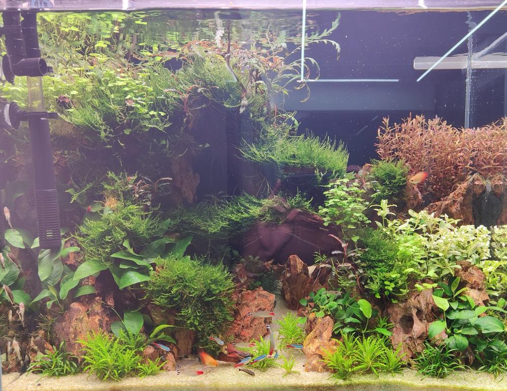 We Create an AQUASCAPE Tank for you - Customer Photo From Thaddeus Wee