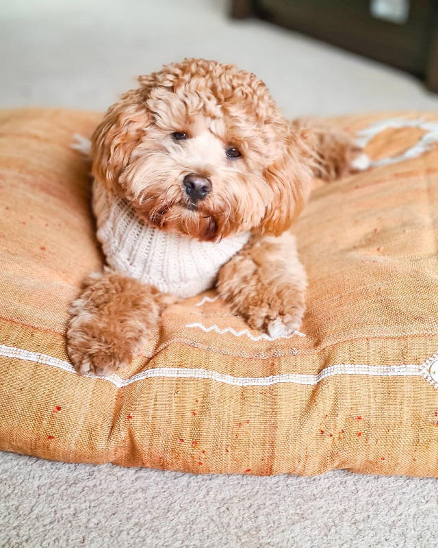 Cactus Silk Dog Bed, Rust Medium – Sebastian Says