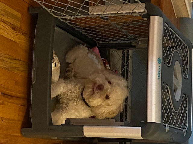 Refurbished Revol Dog Crate - Customer Photo From Claudia M Harney