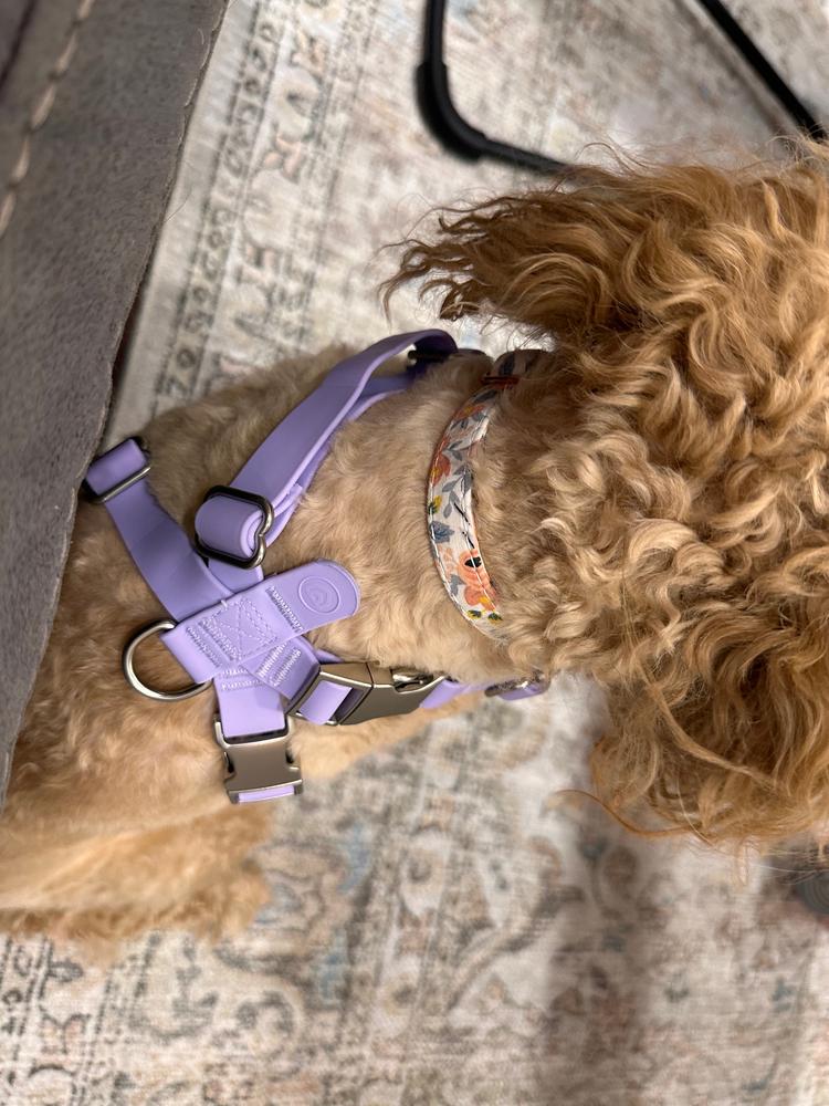 Classic Harness - Customer Photo From Ashley