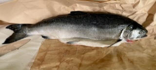Fresh Whole Coho Salmon - Customer Photo From John Gibson