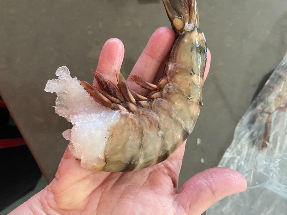 White Gulf Shrimp U8 - Customer Photo From Robin Levy