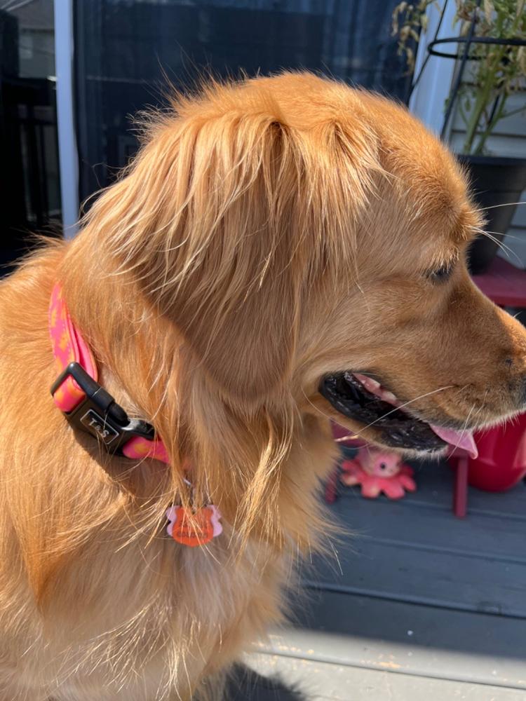 LAMBERT - Trio d'accessoires en cuir vegan rose pour chien – Tella & Stella  ™