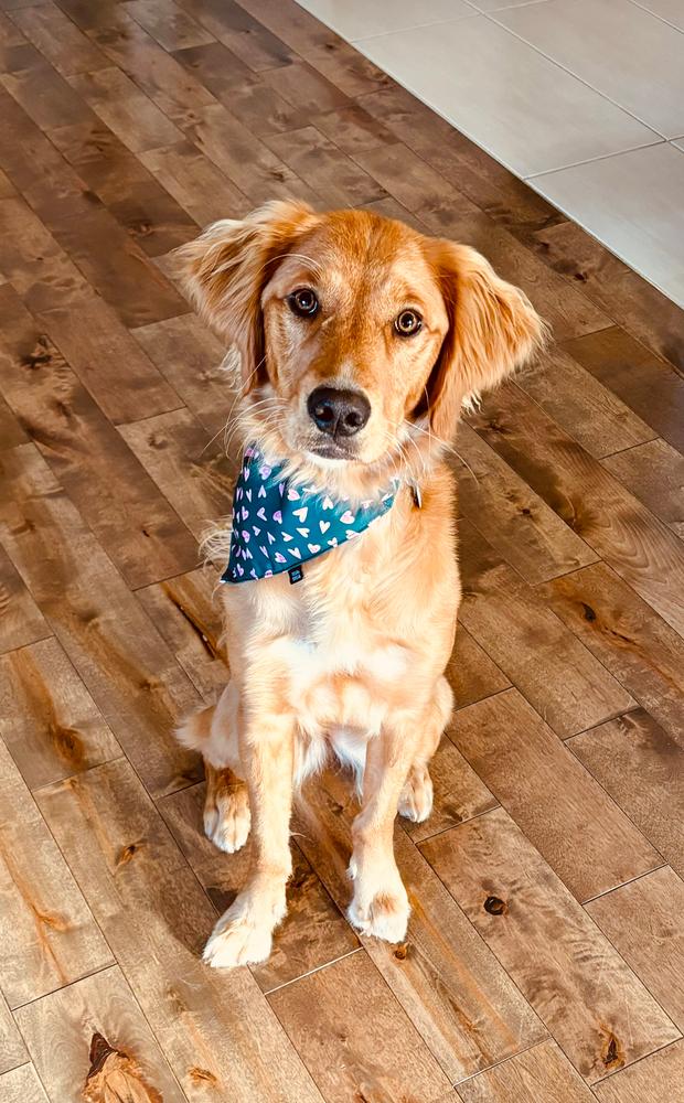 Foulard pour chien Béatrice - Customer Photo From Vicky 