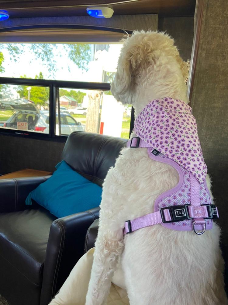 Foulard pour chien Violette - Customer Photo From Eve Lamarche