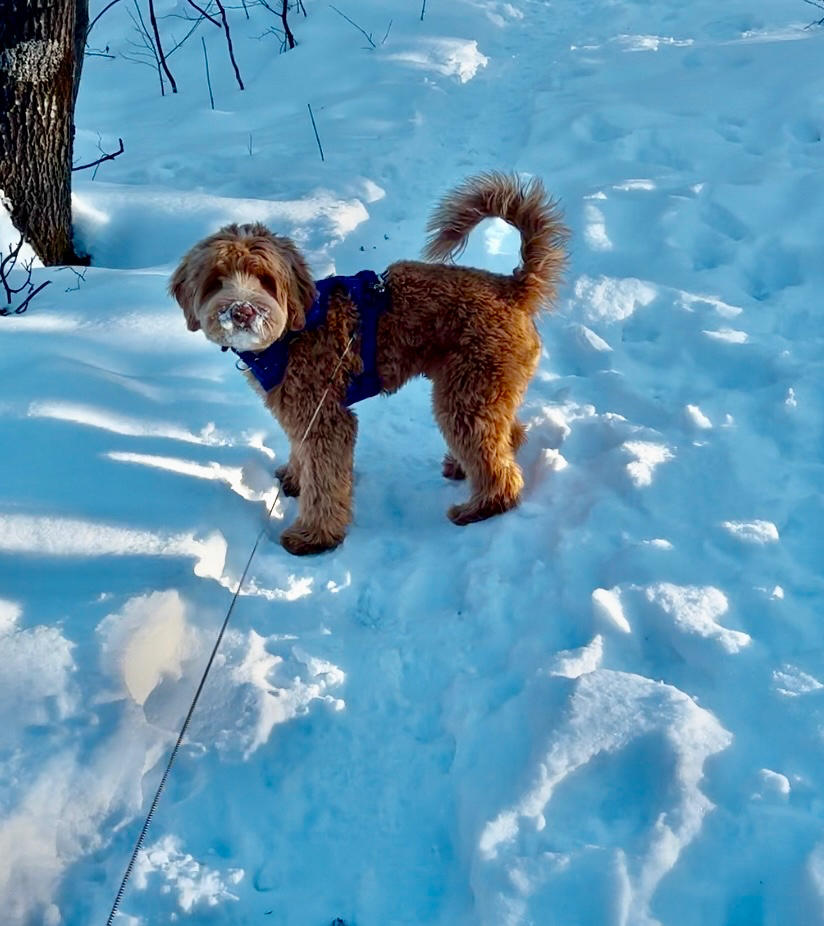 Duo collier et laisse pour chien Stanley - Customer Photo From Anne-Marie Fleurant