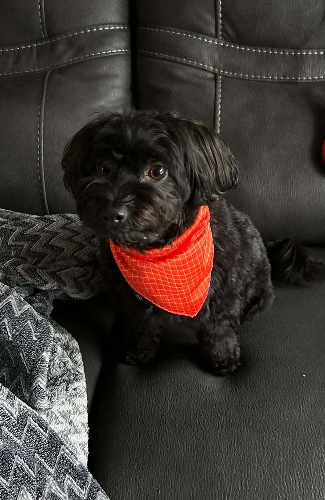 Foulard pour chien Tango - Customer Photo From Paule Bergeron