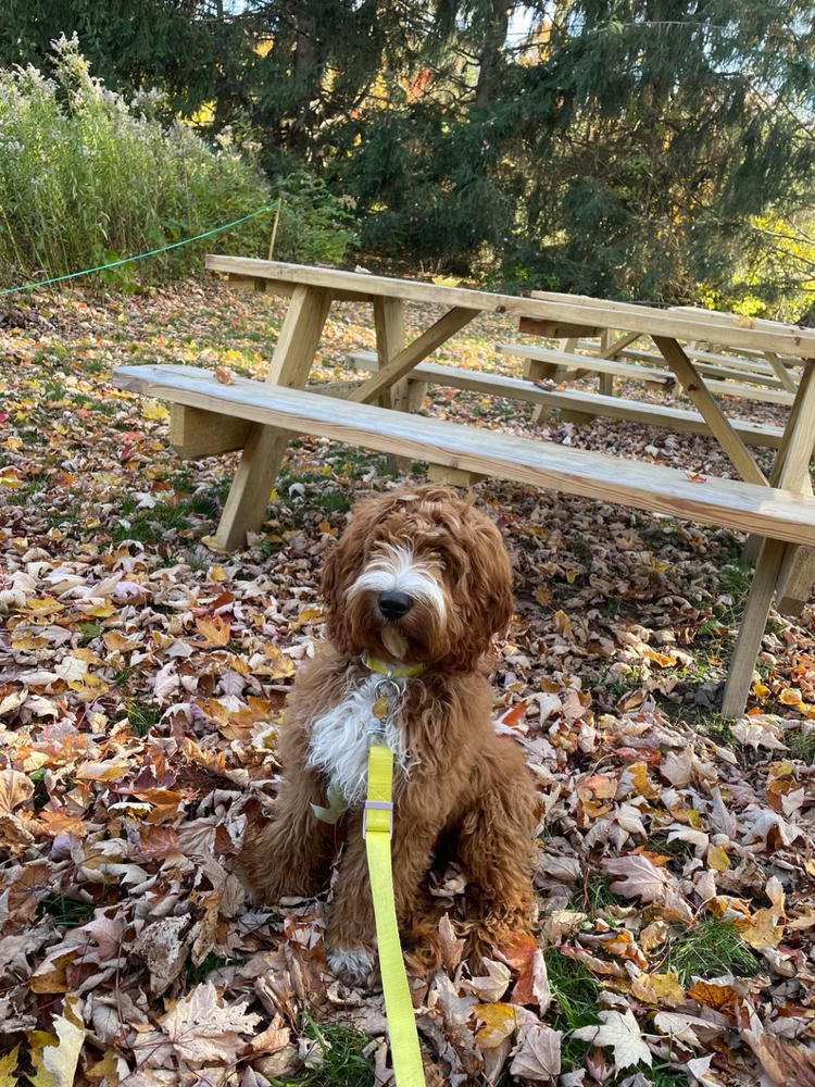 Collier pour chien Lime - Customer Photo From Camille Girard