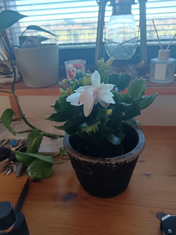 Huonetuoksu Meri, pehmeän raikas puhtaan tuoksu, tuoksun kesto n. 6-12kk! (Huom! Iso!) 200ml - Saaren Taika Decor - Customer Photo From Jenni M.