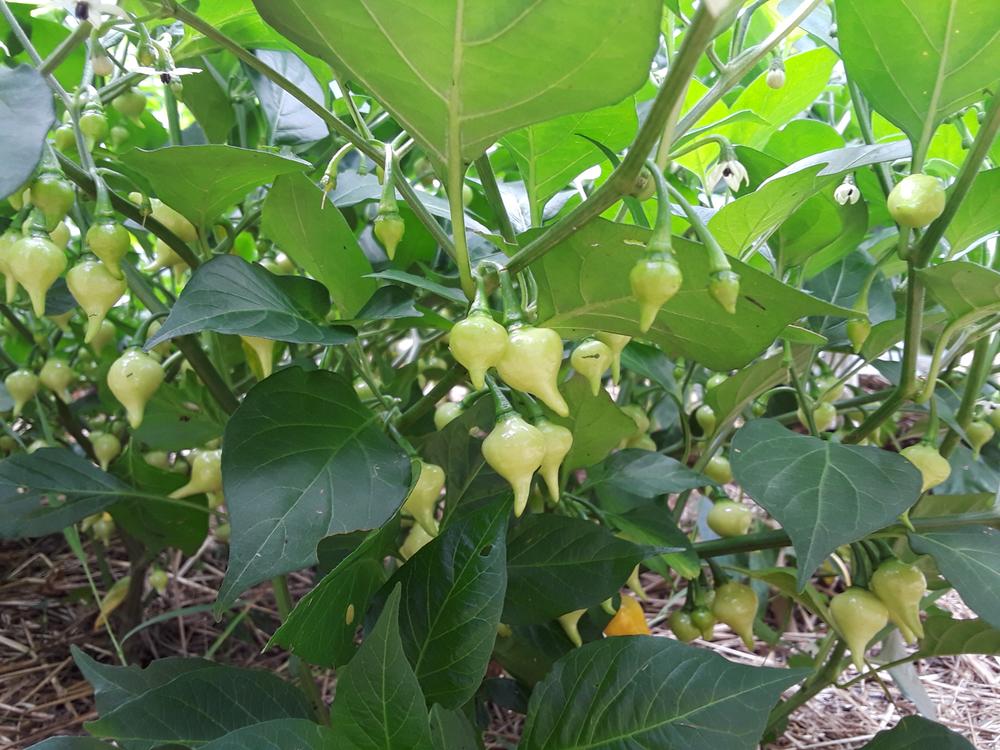 Biquinho Yellow Pepper (55 Days)