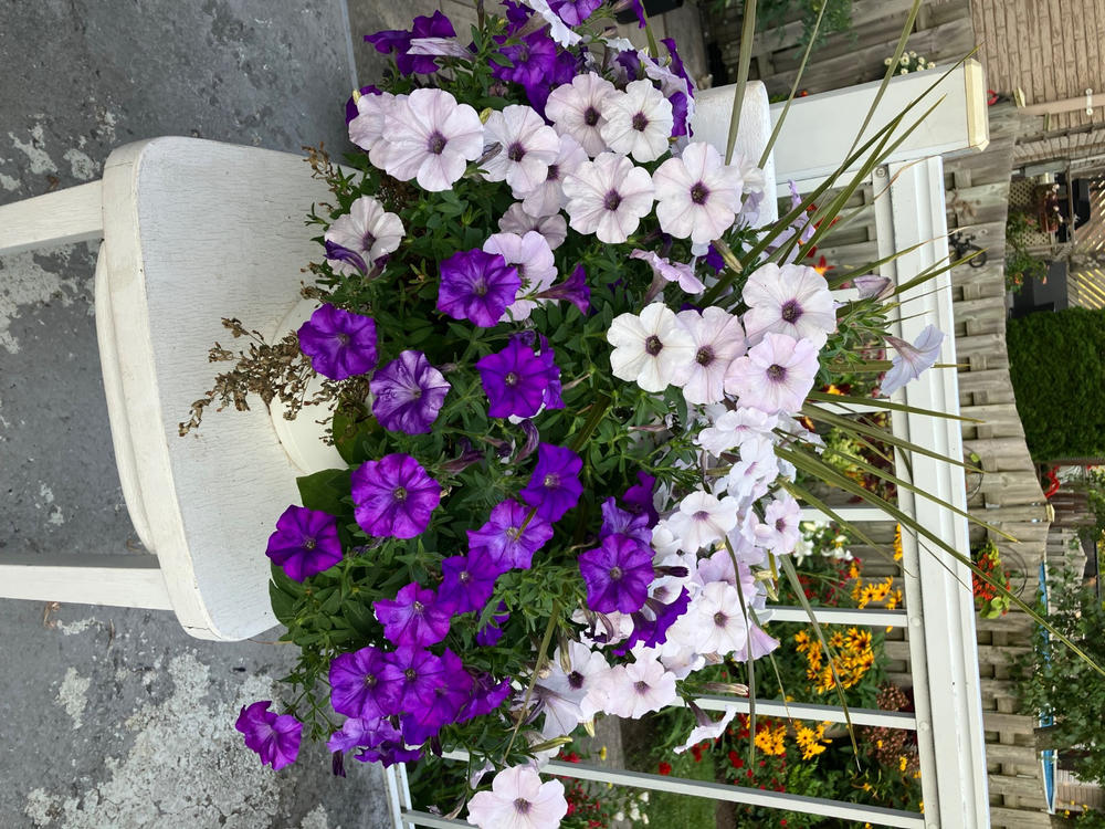 蓮花 Shock Wave Denim Petunia – Pinetree Garden Seeds