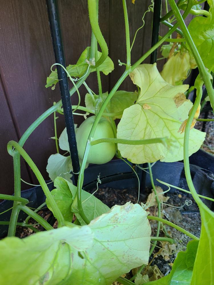 SAKATAS SWEET MELON (85 days) – Pinetree Garden Seeds
