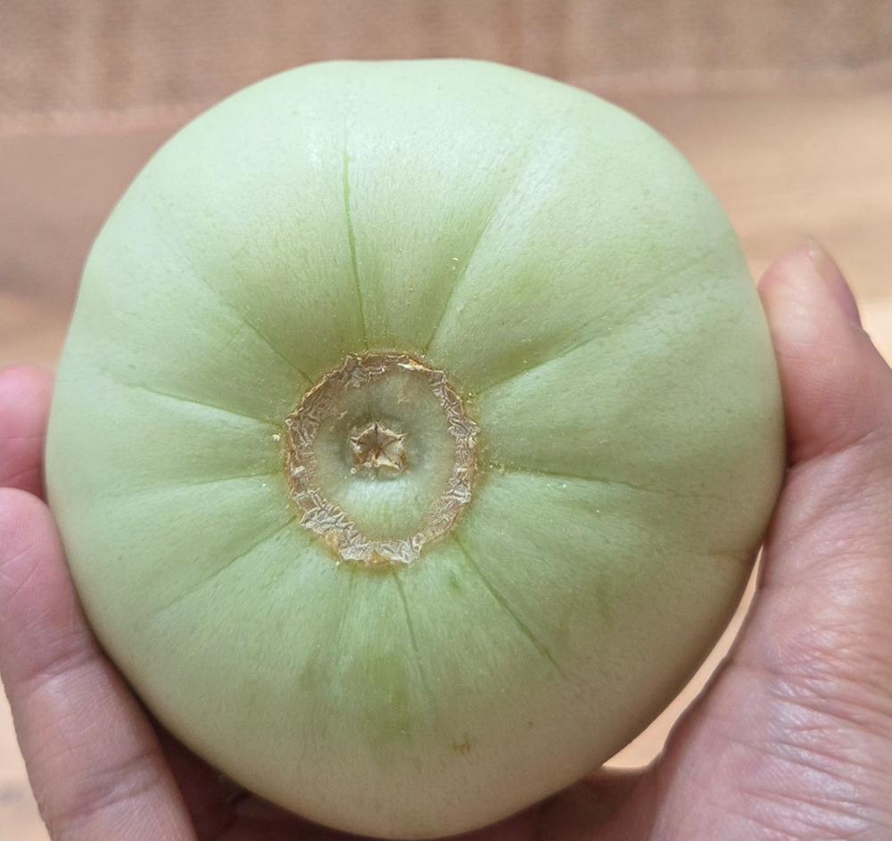 SAKATAS SWEET MELON (85 days) – Pinetree Garden Seeds