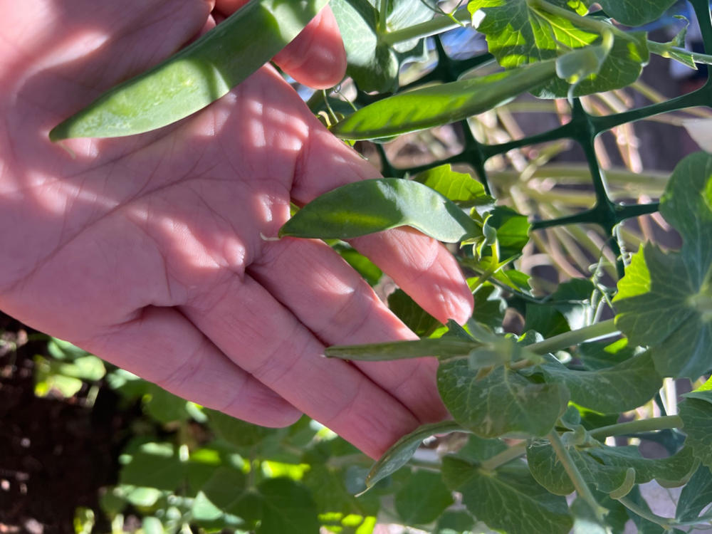 SUPER SUGAR SNAP PEA (62 days) – Pinetree Garden Seeds
