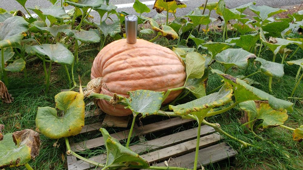 Dill's Atlantic Giant Pumpkin (125 Days)