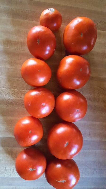 goliath tomato seeds