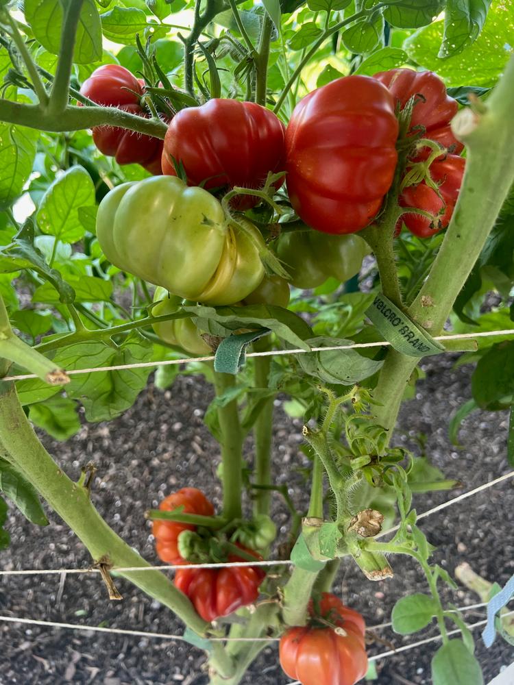 Brandywine Tomato (Heirloom 80 Days)  Pinetree Garden Seeds