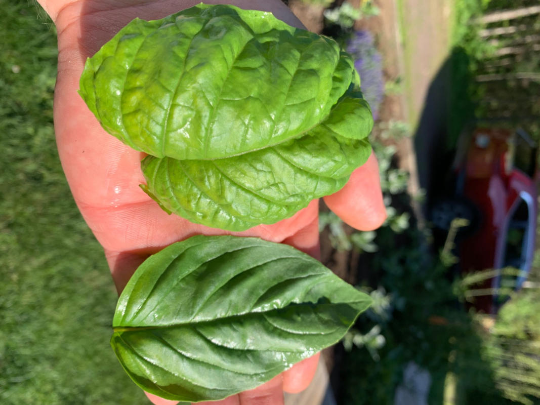 Italian Large Leaf Basil Italian large leaf basil