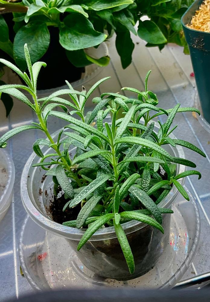 Rosemary – Pinetree Garden Seeds