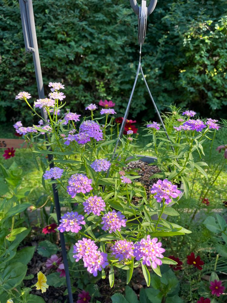Fairy Mix Candytuft – Pinetree Garden Seeds