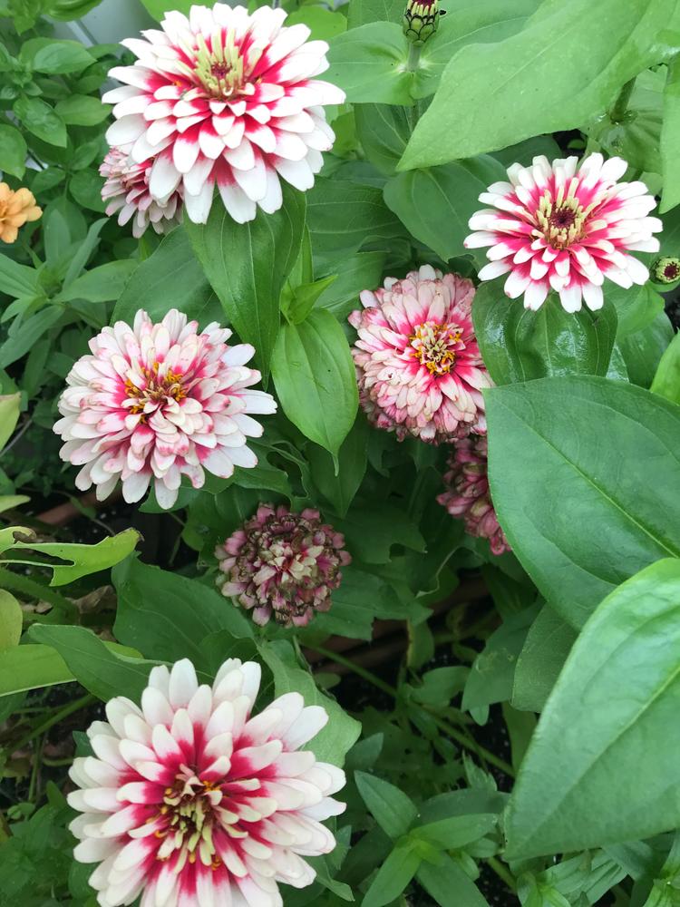 Cherry and Ivory Swizzle Zinnia – Pinetree Garden Seeds