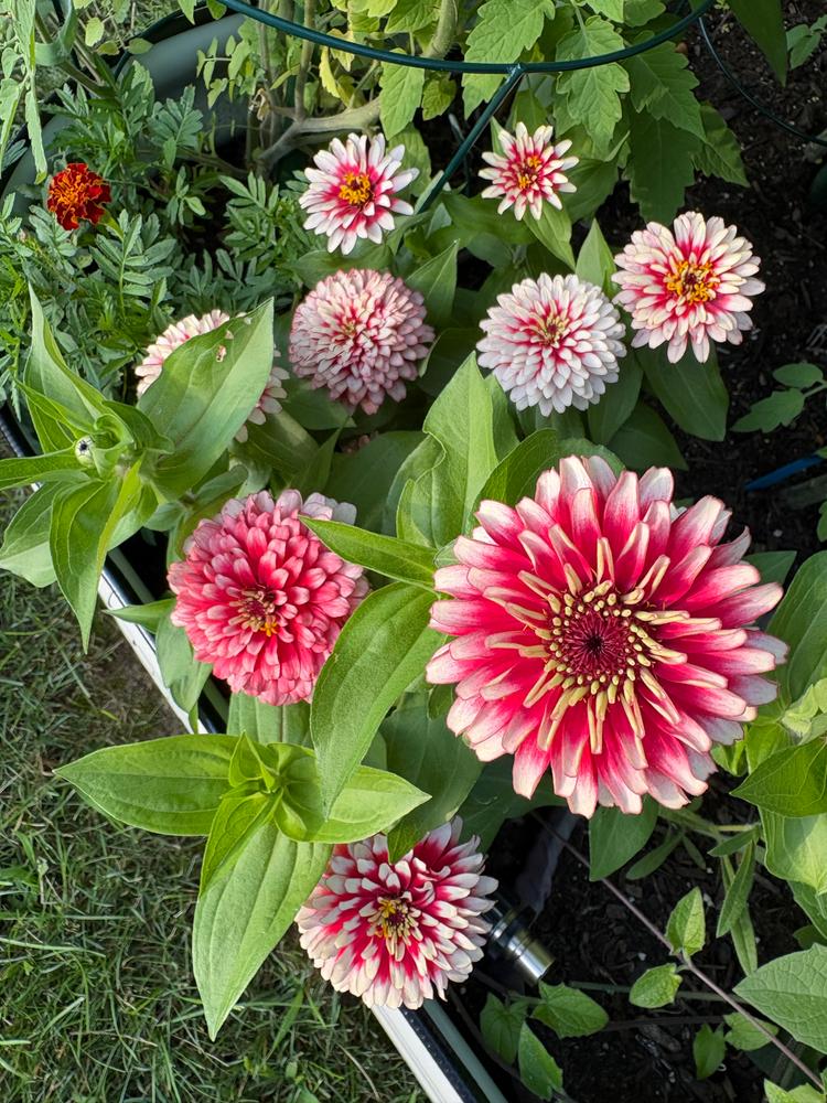Cherry and Ivory Swizzle Zinnia – Pinetree Garden Seeds