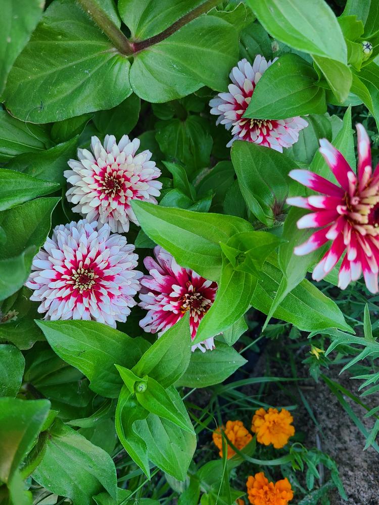 Cherry and Ivory Swizzle Zinnia – Pinetree Garden Seeds