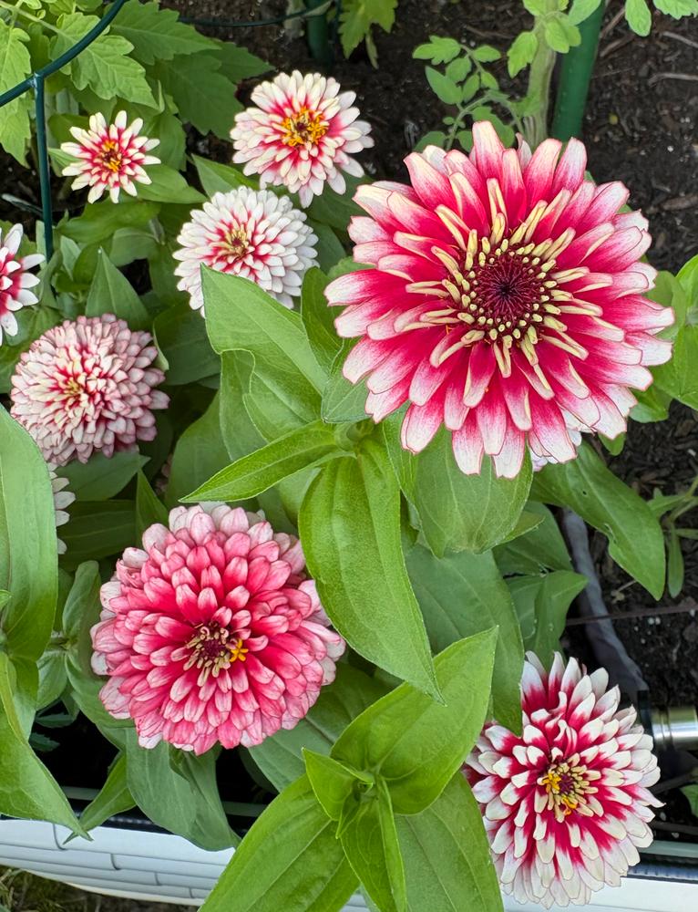 Cherry and Ivory Swizzle Zinnia – Pinetree Garden Seeds
