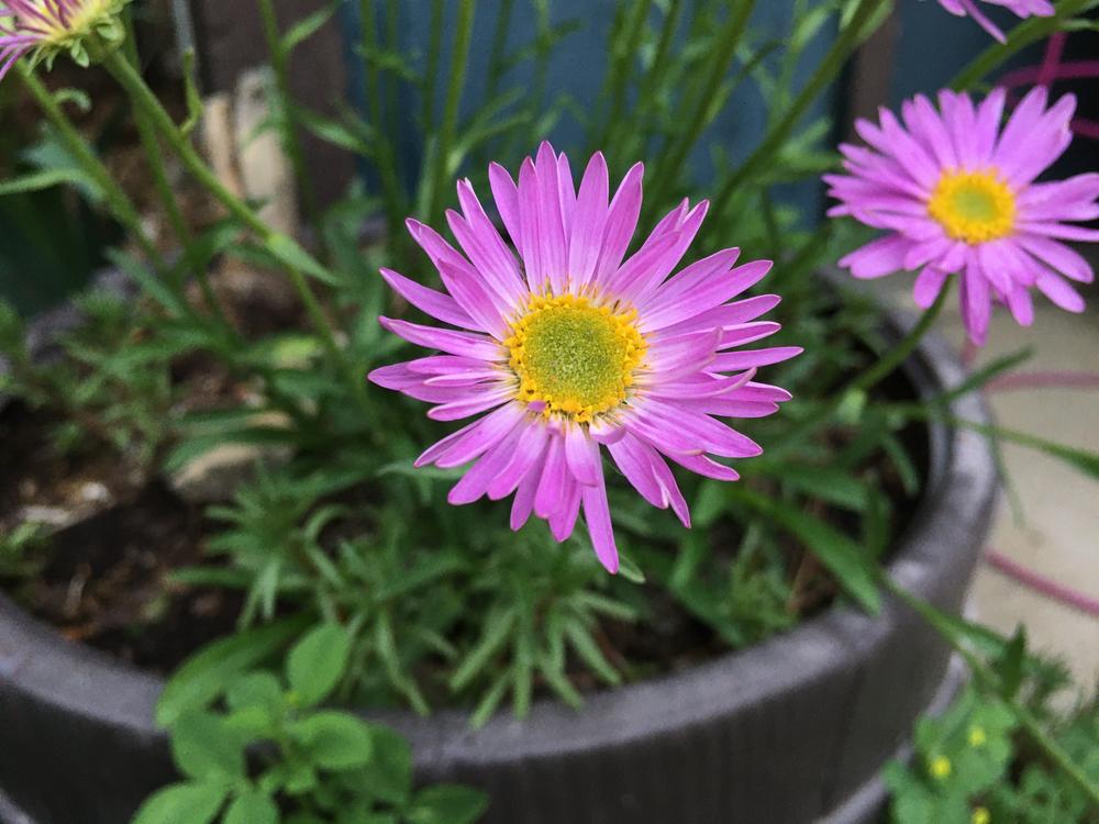 12 Piante Alpine Sempreverdi Miste – 6 Varietà Colorate, Perenni Da Fiore, Resistente Al Freddo