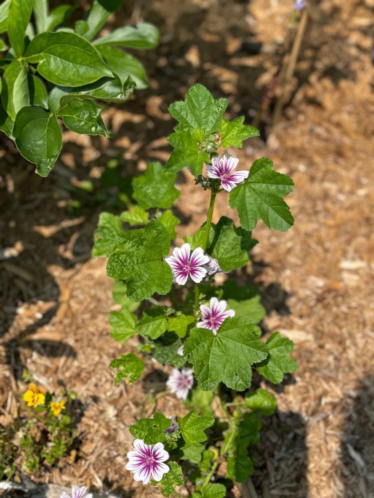 Zebrina Malva – Pinetree Garden Seeds