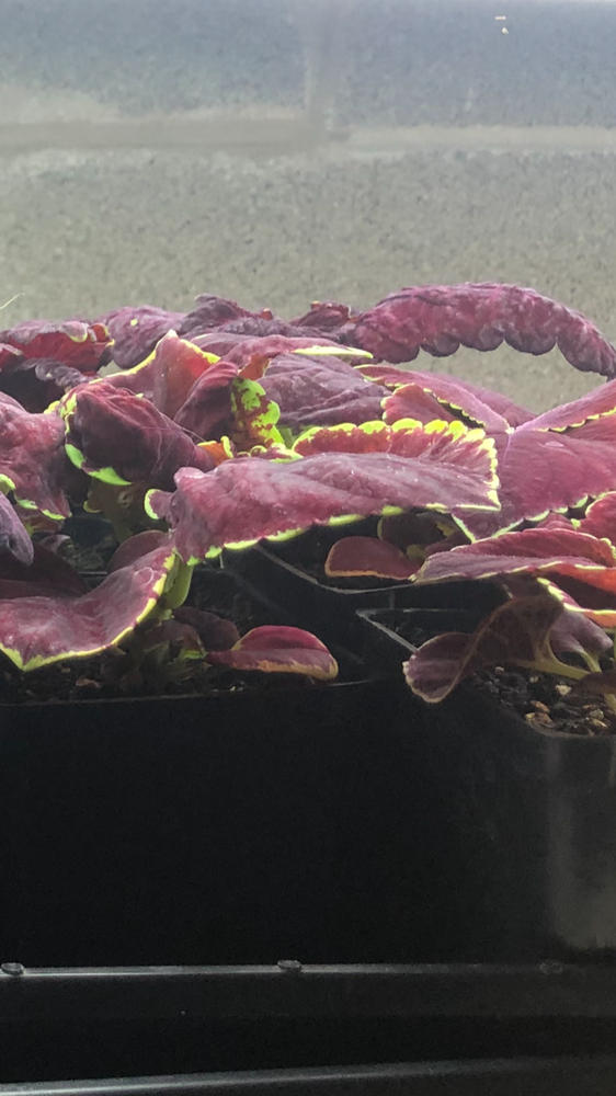 Coleus, Chocolate Mint