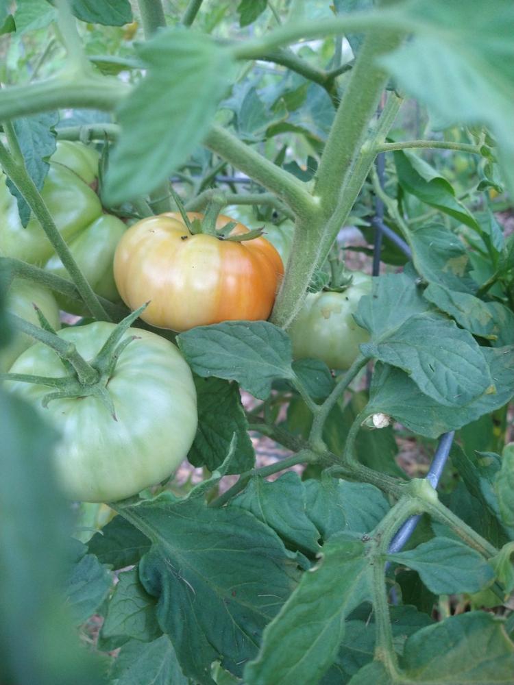 Heinz Classic Processor Tomato (75 Days) – Pinetree Garden Seeds