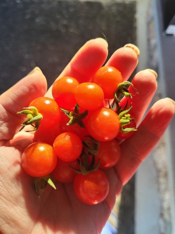 Matts Wild Cherry Tomato (55 Days) – Pinetree Garden Seeds