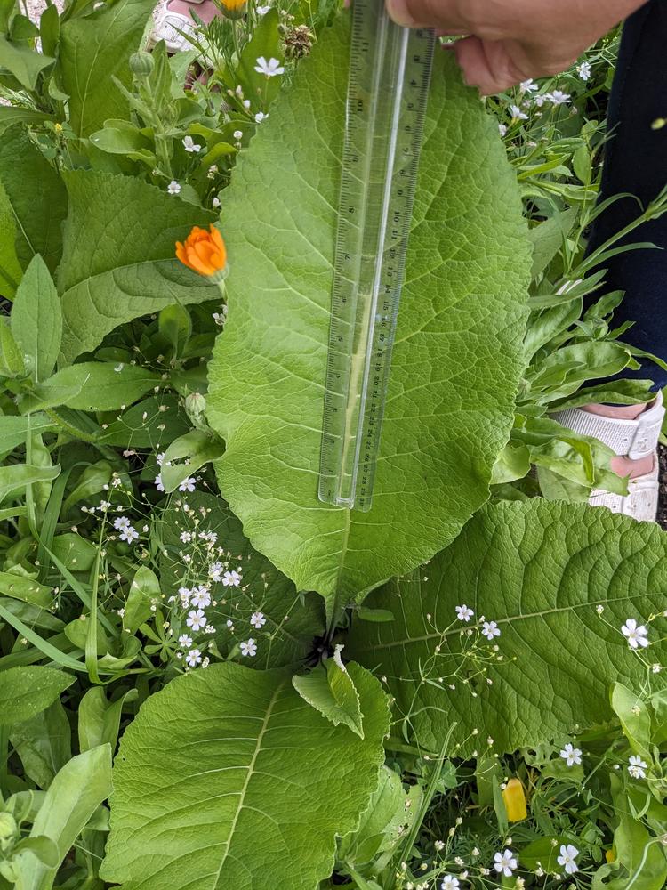 Elecampane  Pinetree Garden Seeds