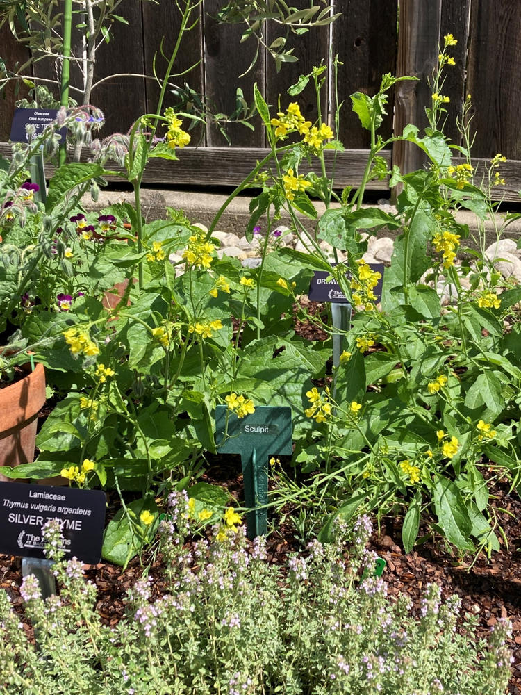 Brown Mustard  Pinetree Garden Seeds