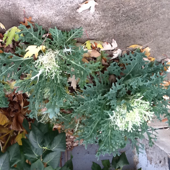 Peacock White Flowering Kale