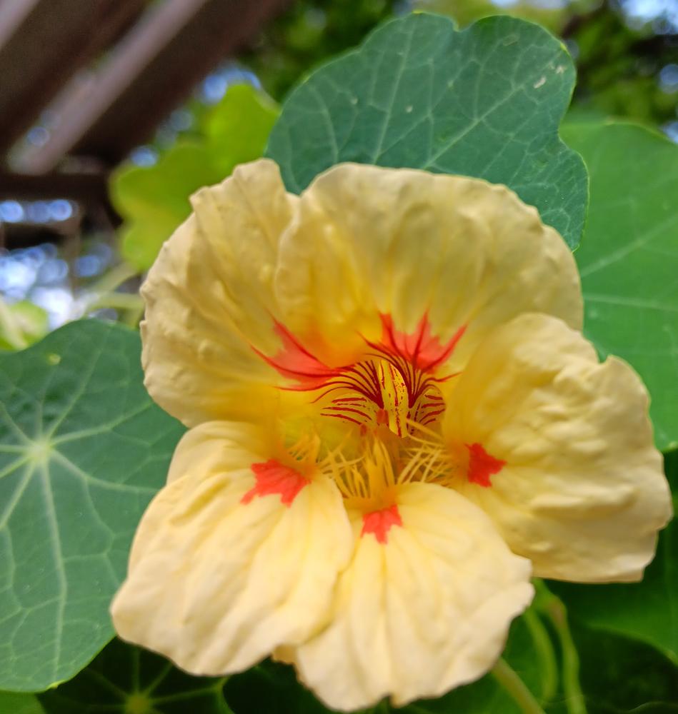 PEACH JUICE, Extraordinary Flowers