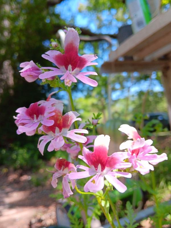 SCHIZANTHUS - ANGEL WINGS  Pinetree Garden Seeds