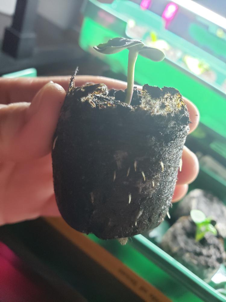 ZTE - sunflowers Amazon.com : NatureZ Edge 1300+ Sunflower Seeds Garden