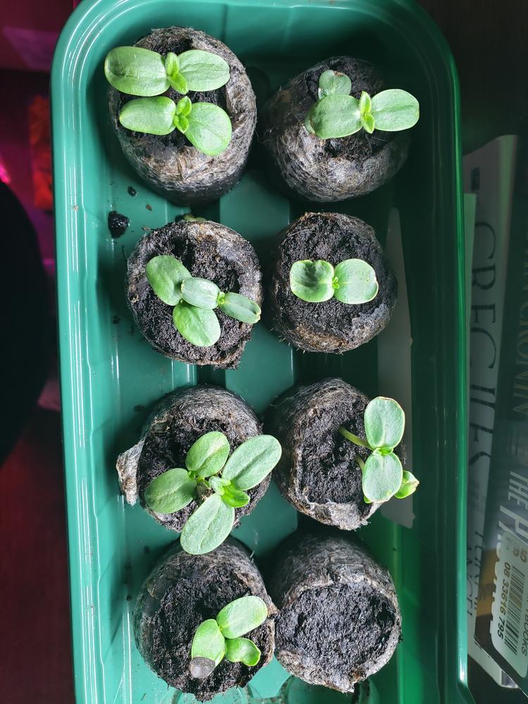 Dwarf Music Box Sunflower – Pinetree Garden Seeds