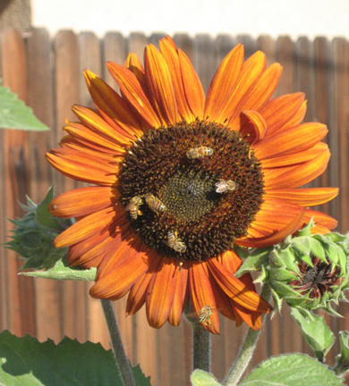 Earthwalker Sunflower – Pinetree Garden Seeds