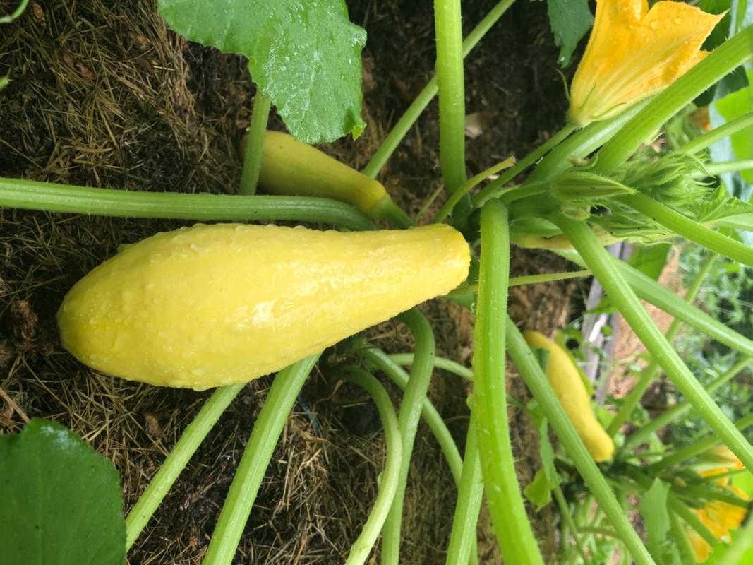 Early Prolific Straightneck Summer Squash (45 Days)