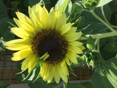 Pinetree Garden Seeds Sunflower - Lemon Queen Review