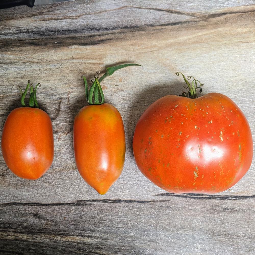 Amish Paste Tomato (Organic 85 Days)  Pinetree Garden Seeds