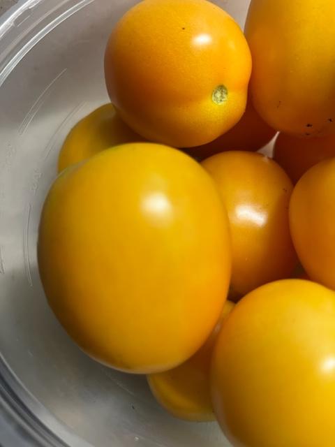 ロッド Summer tomato Ferry-Morse 1G Tomato Celebration Hybrid Pelleted Vegetable