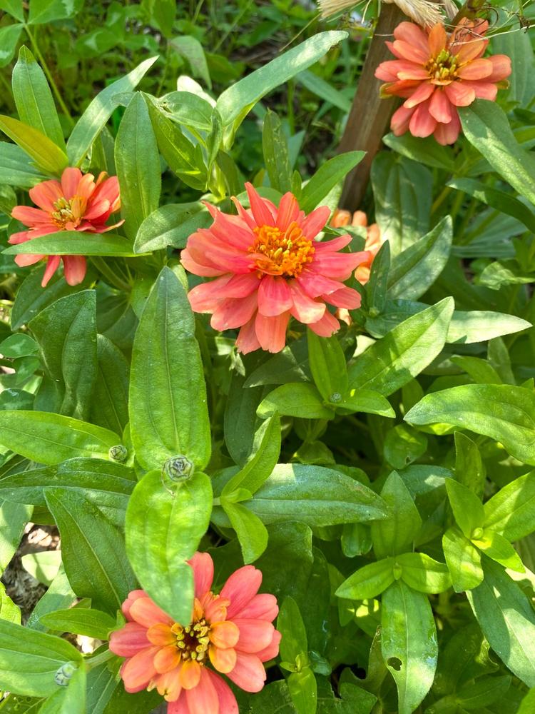 Profusion Double Deep Salmon Zinnia – Pinetree Garden Seeds