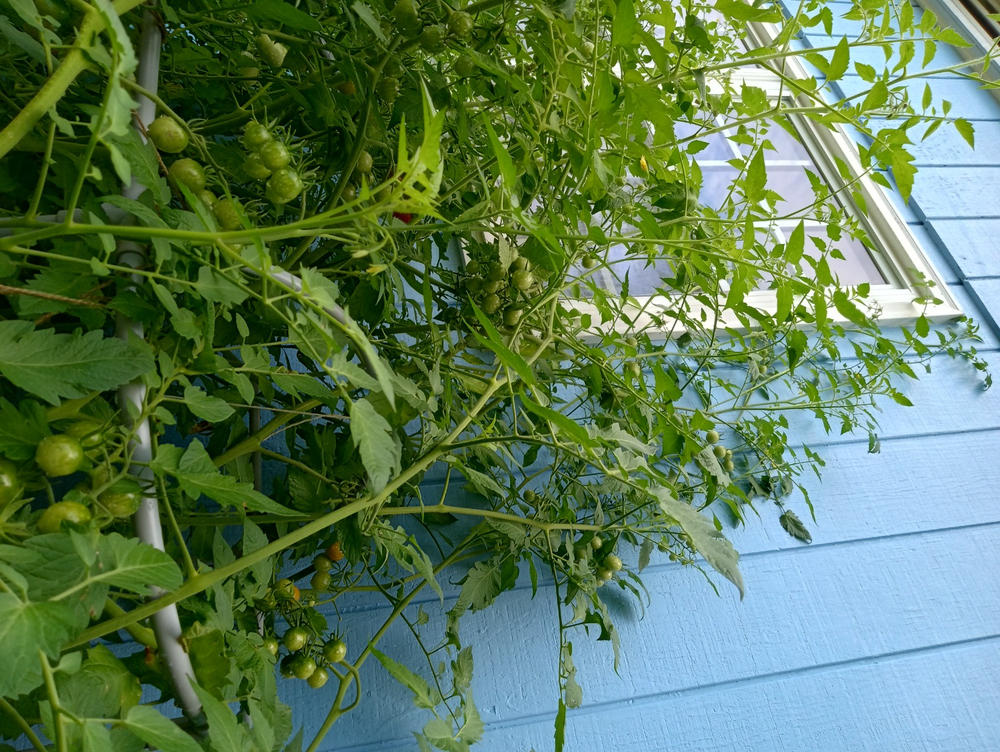 【TOMATO即購入OK 非喫煙・ペット無】 Cherry Bomb Tomato (Organic F1 Hybrid 64 Days ) – Pinetree